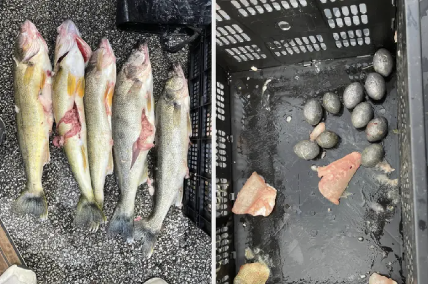 left: gutted fish lying down in a row right: round rock-like pellets that used to be inside the fish