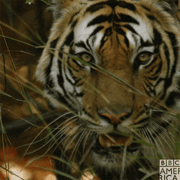 closeup of a tiger