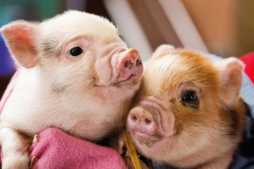 two baby pigs