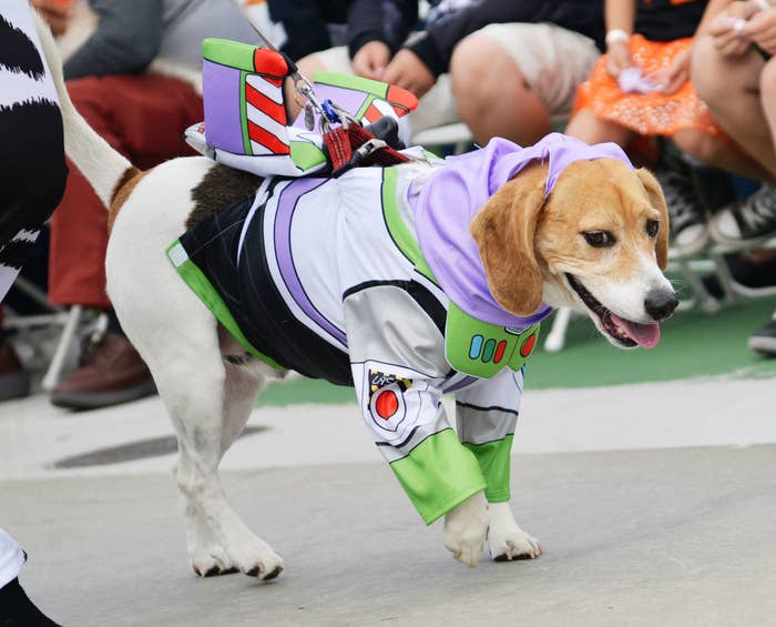 A dog dressed as Buzz Lightyear is seen at the Haute Dog Howl&#x27;oween Parade at Marina Vista Park on October 27, 2019 in Long Beach, California