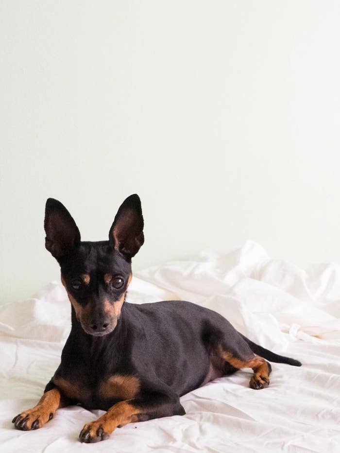 image of a small dog sitting on a bed
