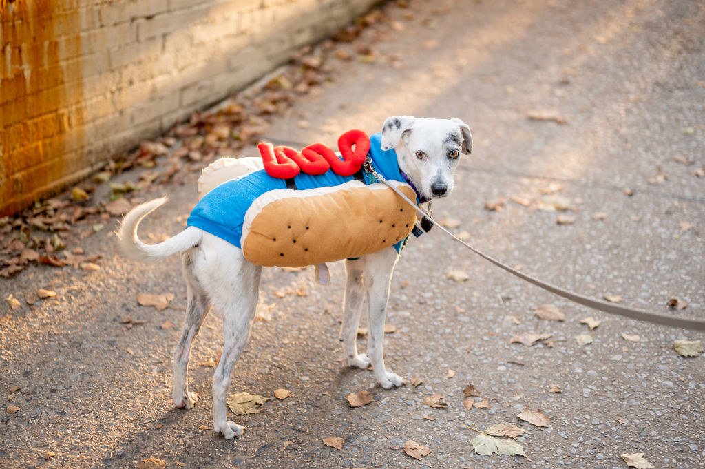 A dog in Windsor Terrace in Brooklyn is dressed in a hot dog costume in celebration of Halloween on October 31, 2020 in New York City.