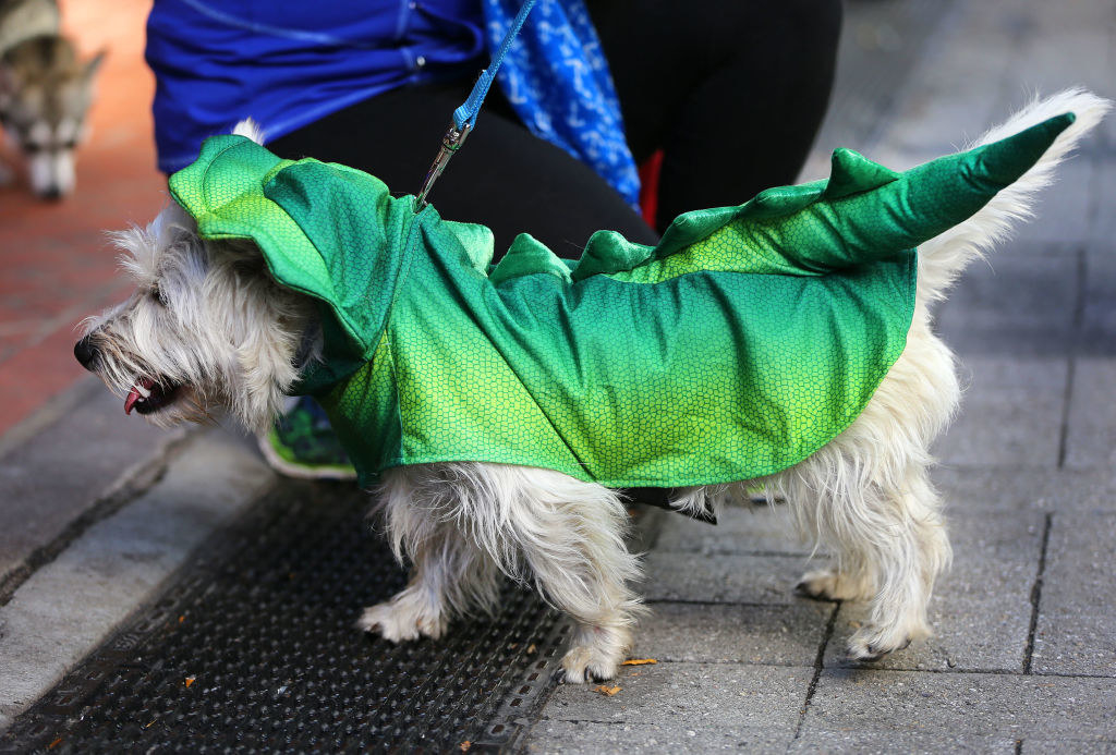 A dog named Cannoli is dressed as a dragon during the annual Doggone Halloween Costume Contest and Parade at Downtown Crossing in Boston on Oct. 27, 2017.