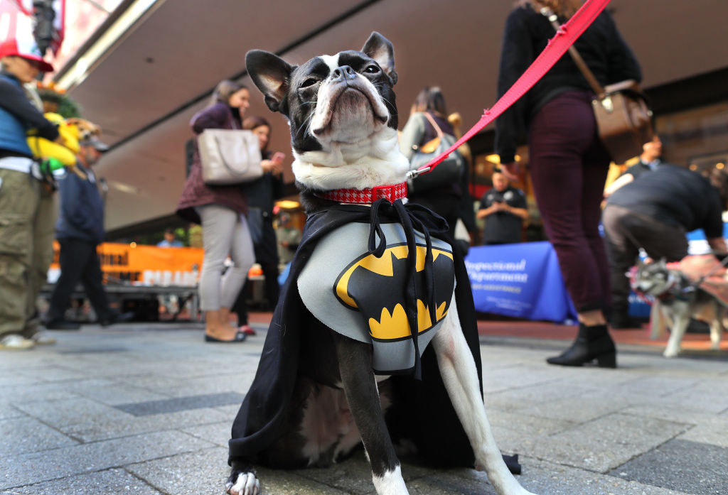 Rockey, a Boston Terrier dressed as Batman, waits to be judged during the annual Doggone Halloween Costume Contest and Parade at Downtown Crossing in Boston on Oct. 27, 2017.