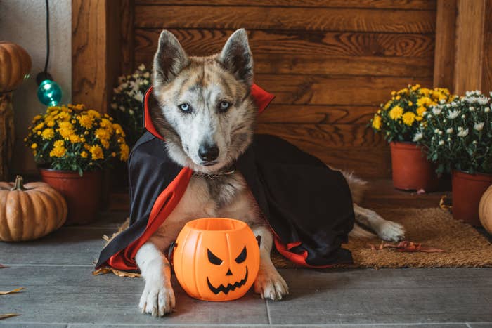 A brown and gray sled dog sits on a porch wearing a vampire style cape, a trick-or-treat pumpkin bucket in front of it