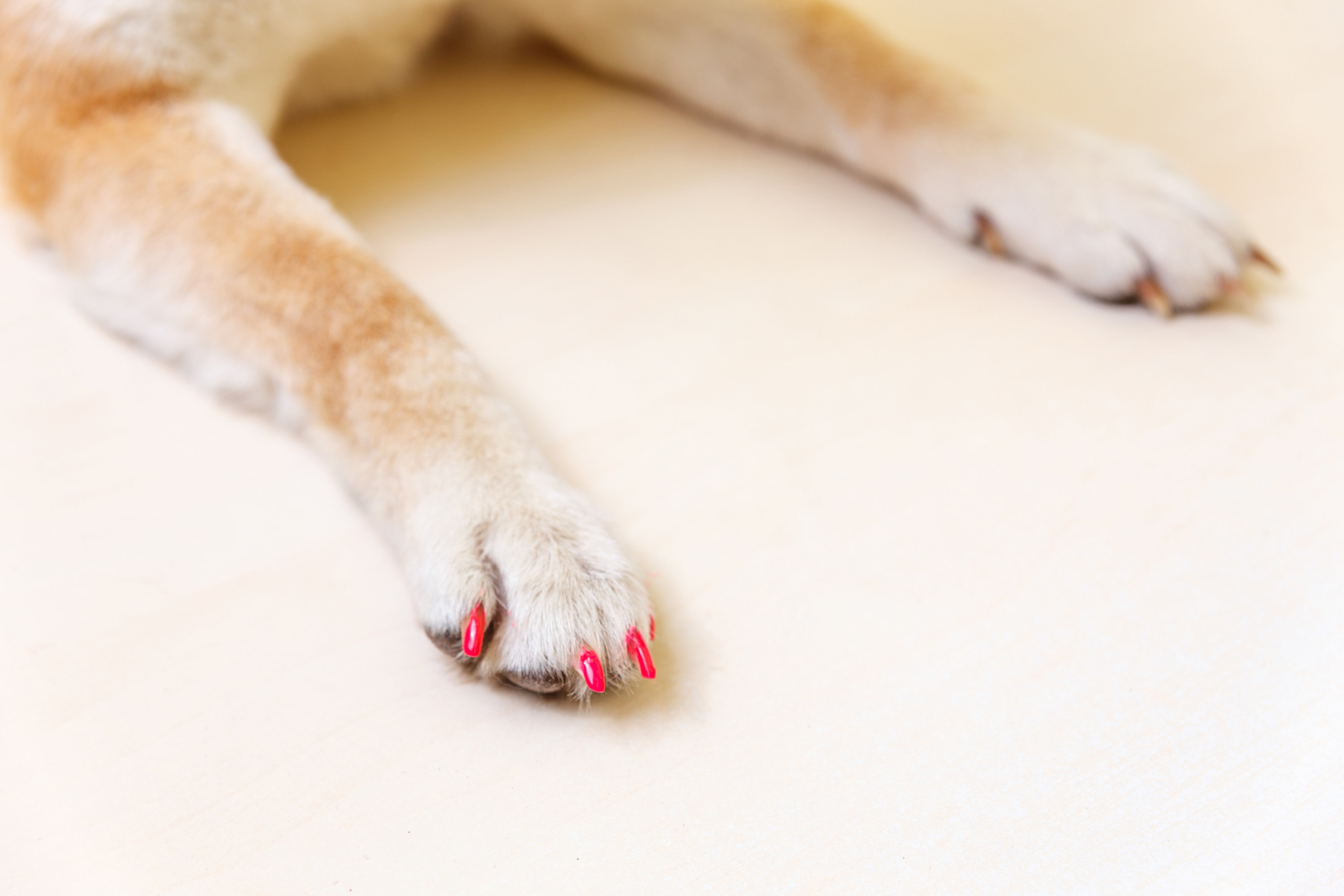 dog laying down with nails painted hot pink