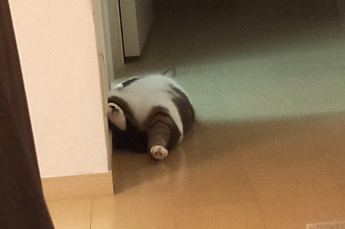 廊下でぐっすり眠るこの生き物 猫に見えませんが猫です