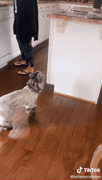 Gif of a cat jumping on a counter with aluminum foil, freaking out and jumping back down