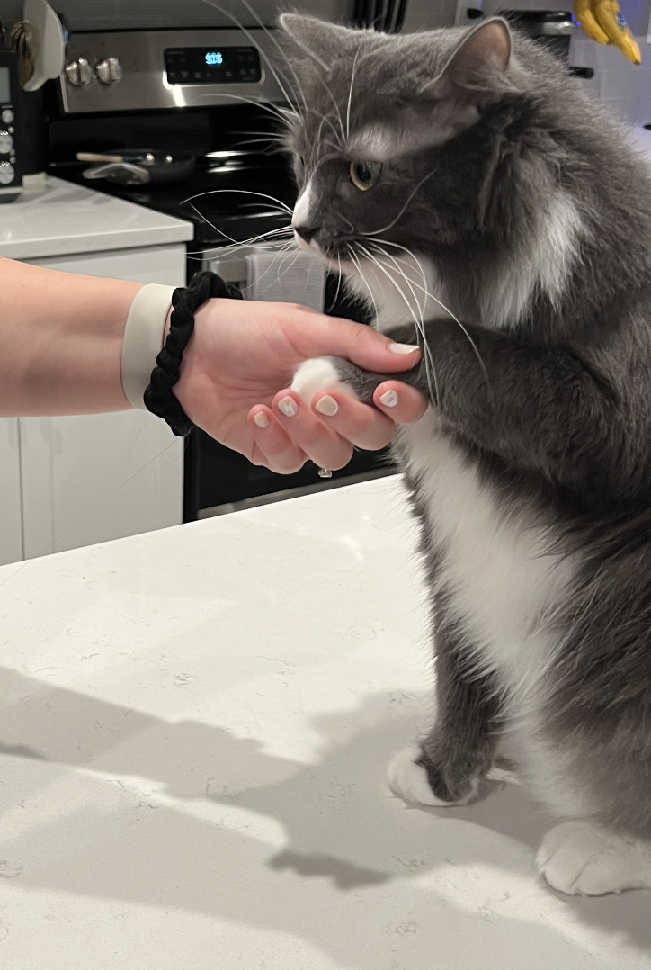 BuzzFeed writer holding the paw of her grey and white cat