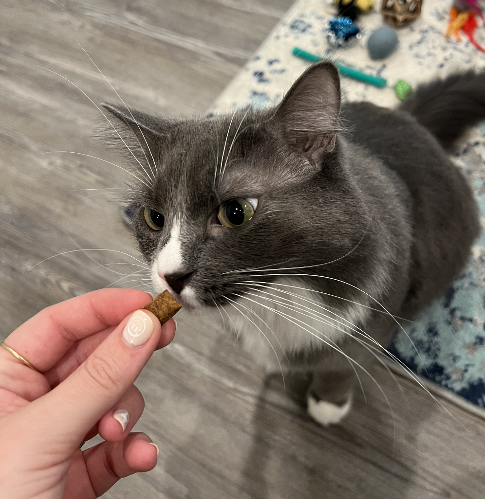 BuzzFeed writer feeding a treat to a grey and white cat