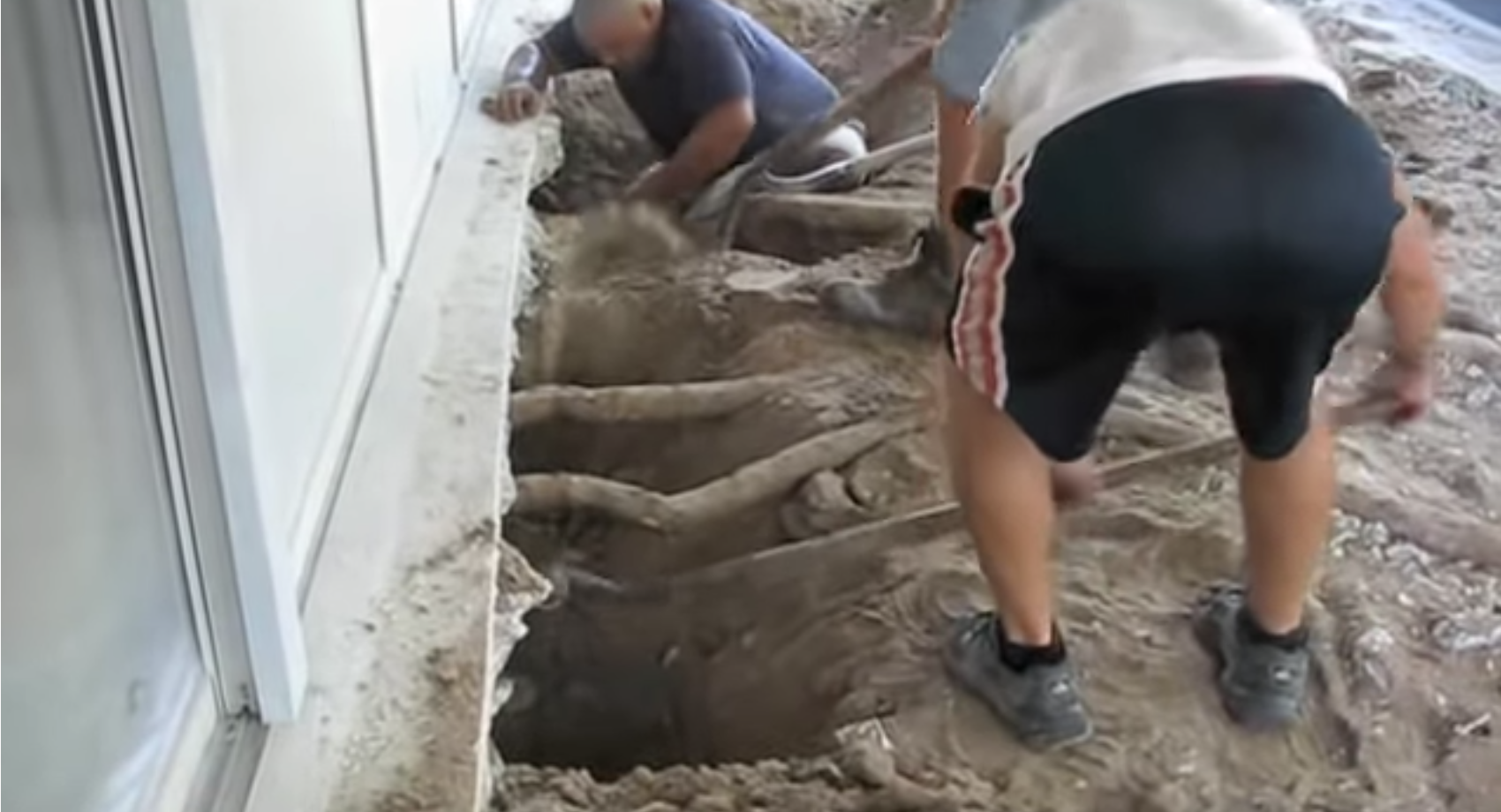 tree roots cracking a home&#x27;s foundation