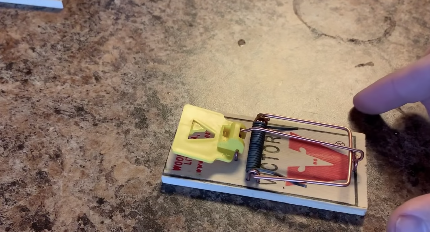person setting a mouse trap