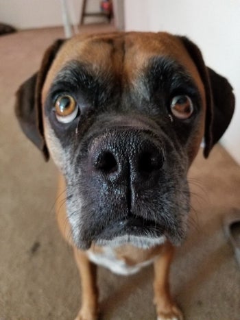 after photo of the same reviewer's dog and the snout looks moisturized