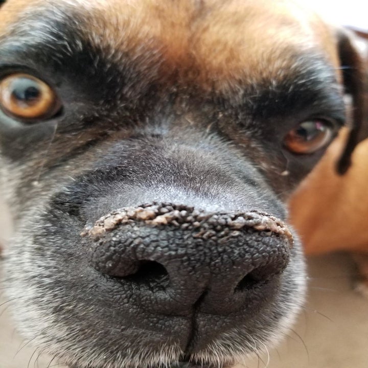 pet problems solved before photo of a boxer whose nose is dry and crusty