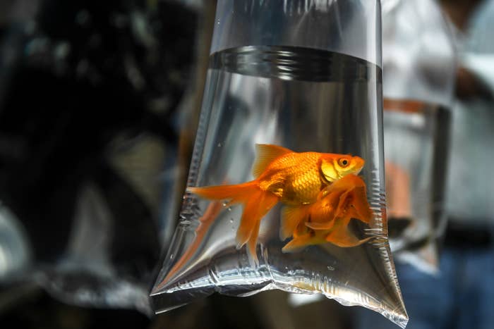 A goldfish in a bag