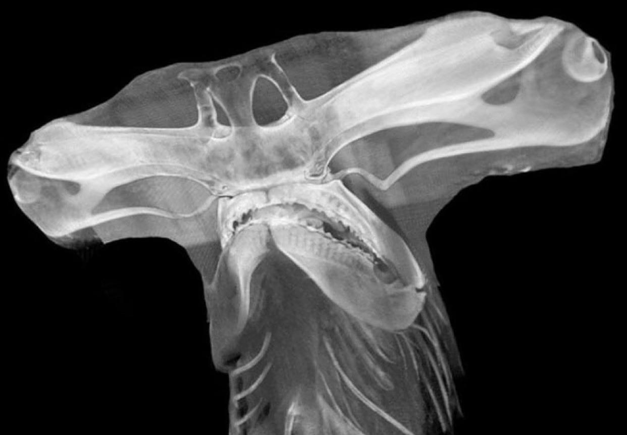 X-ray of a hammerhead shark