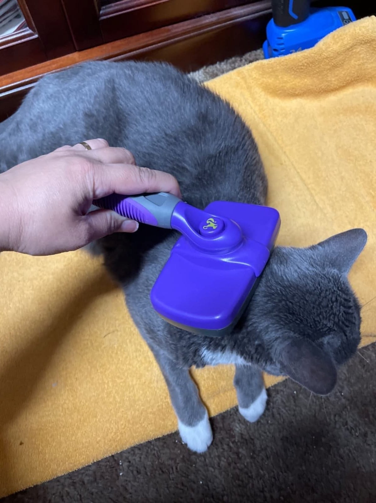 Reviewer brushing their grey &amp;amp; white cat with the purple cat brush