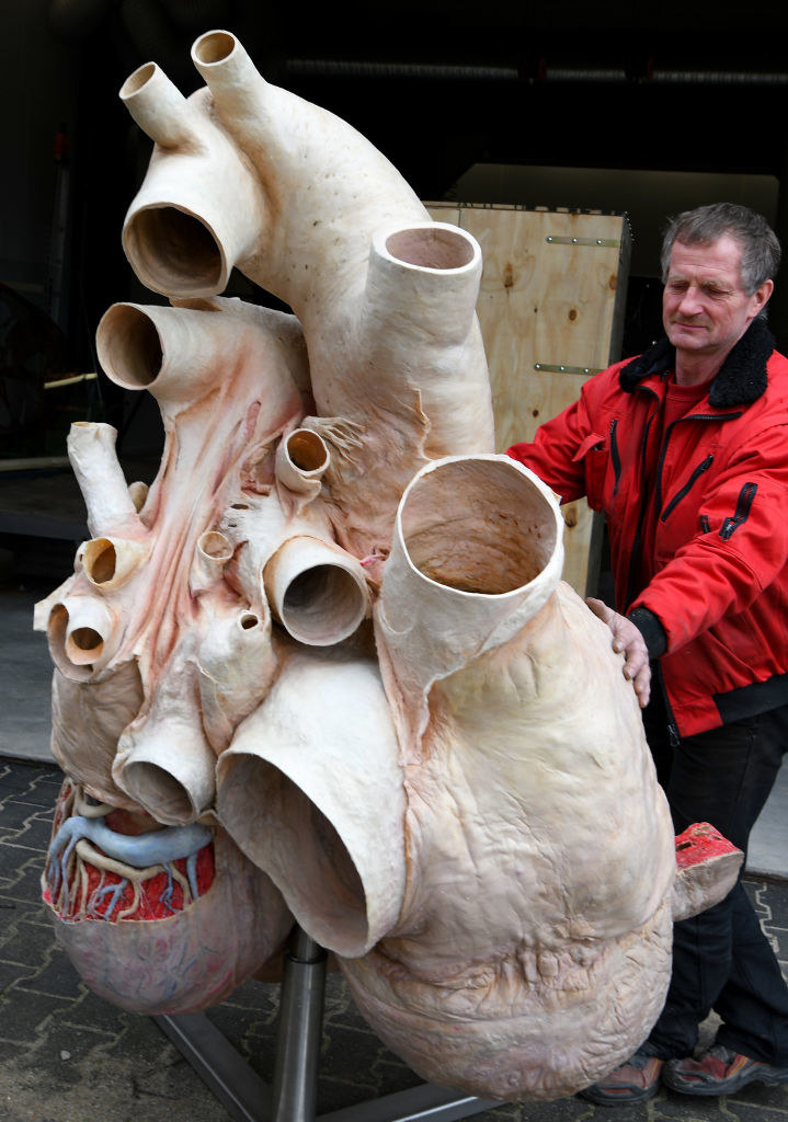 A blue whale heart