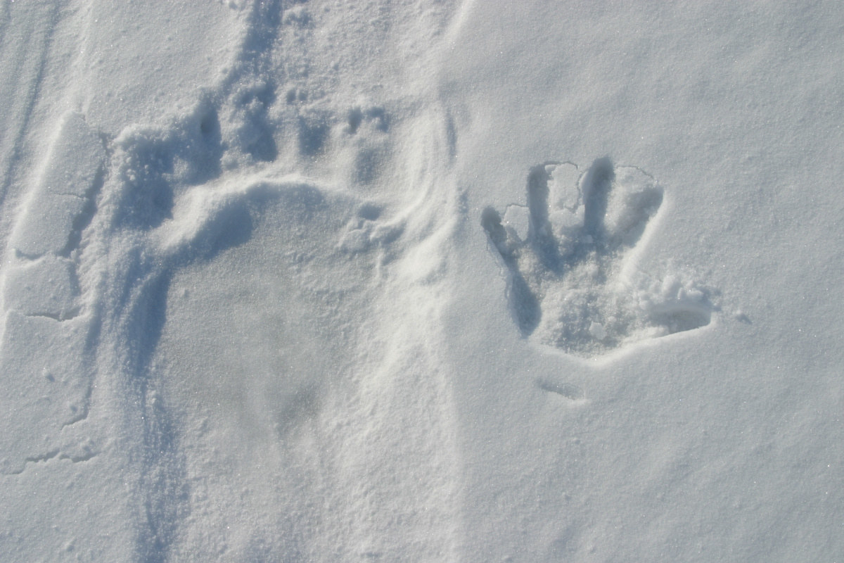 A polar bear paw print next to a much smaller handprint in the snow
