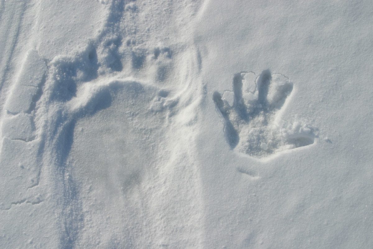 A polar bear paw print next to a hand print