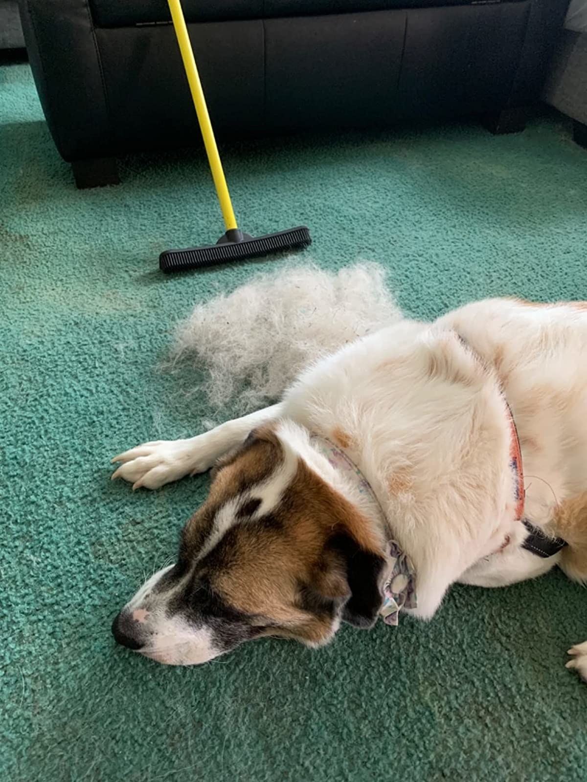 A dog laying on green carpet next to a pile of fur and a broom
