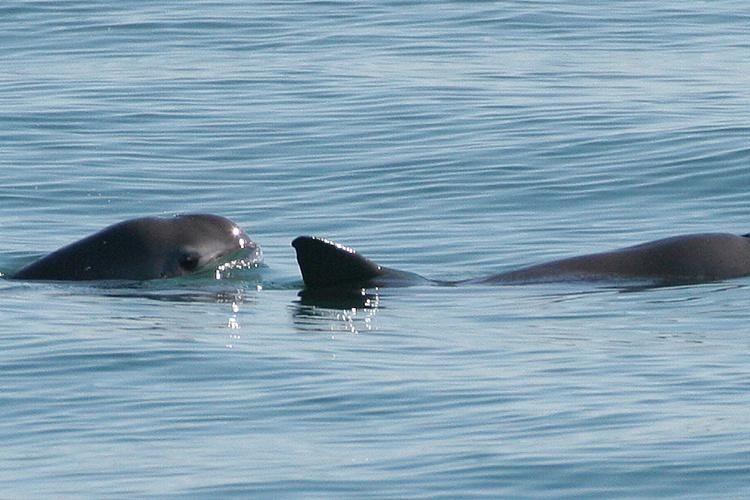 A porpoise-looking animal half submerged in the ocean