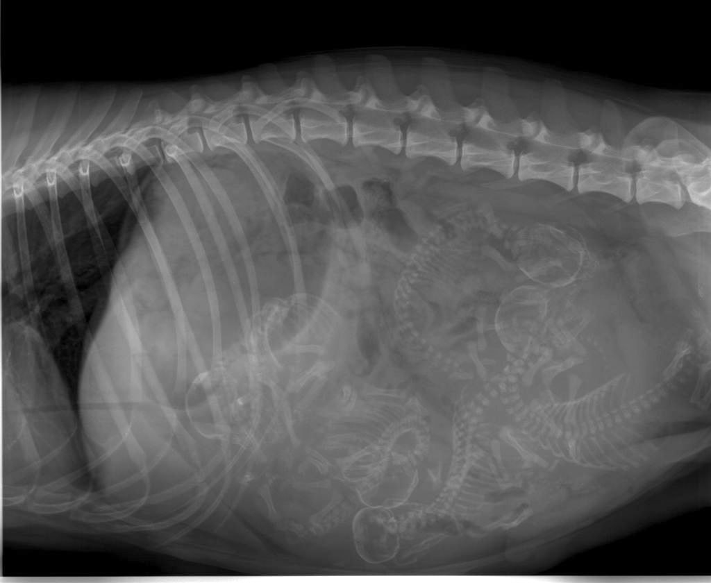 X-ray of a pregnant dog