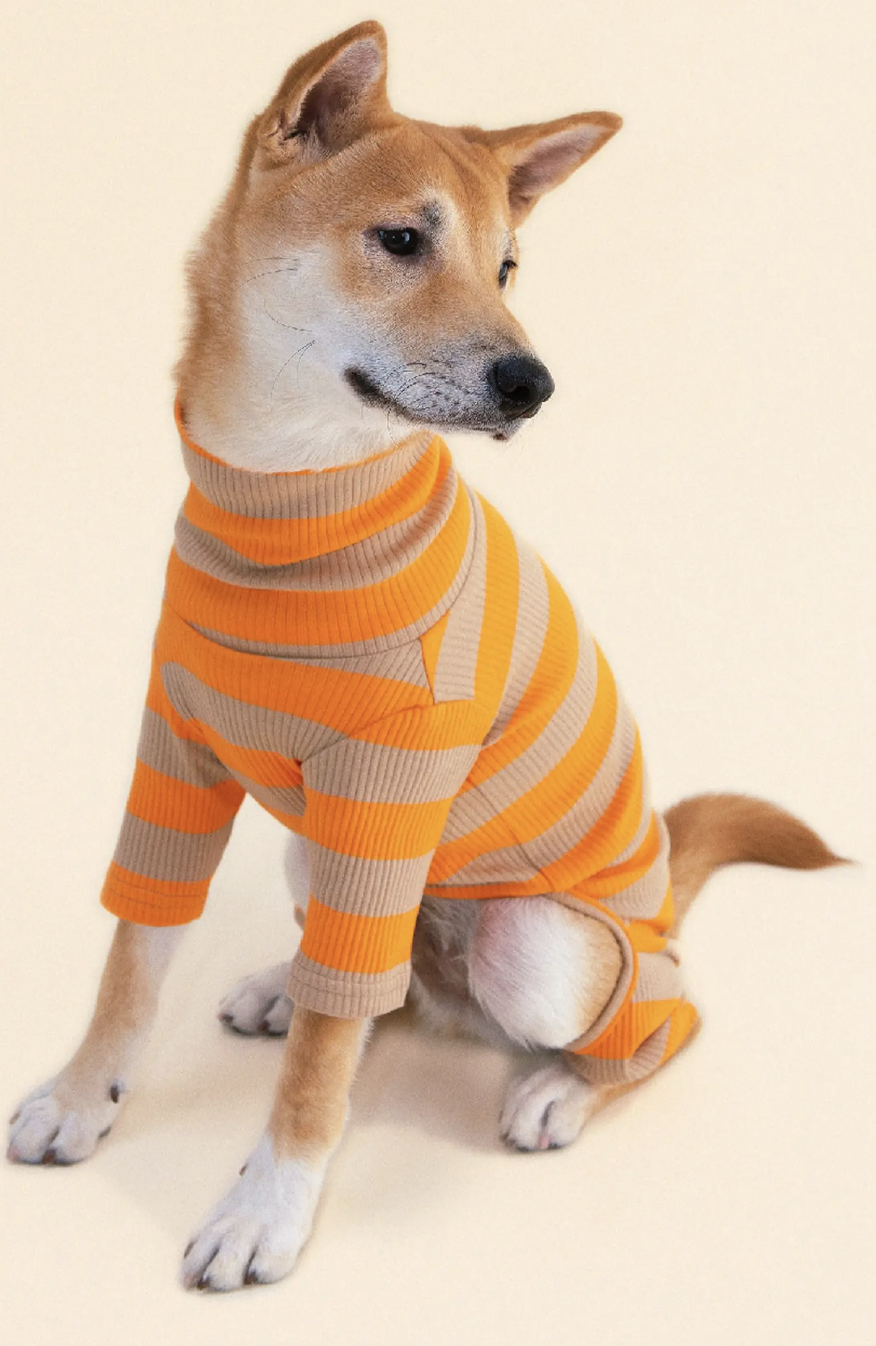 a shiba puppy wearing the striped onesie