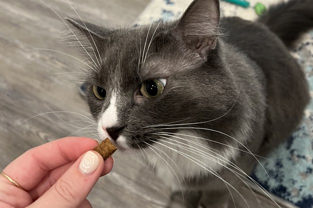 BuzzFeed writer feeding a treat to a grey and white cat