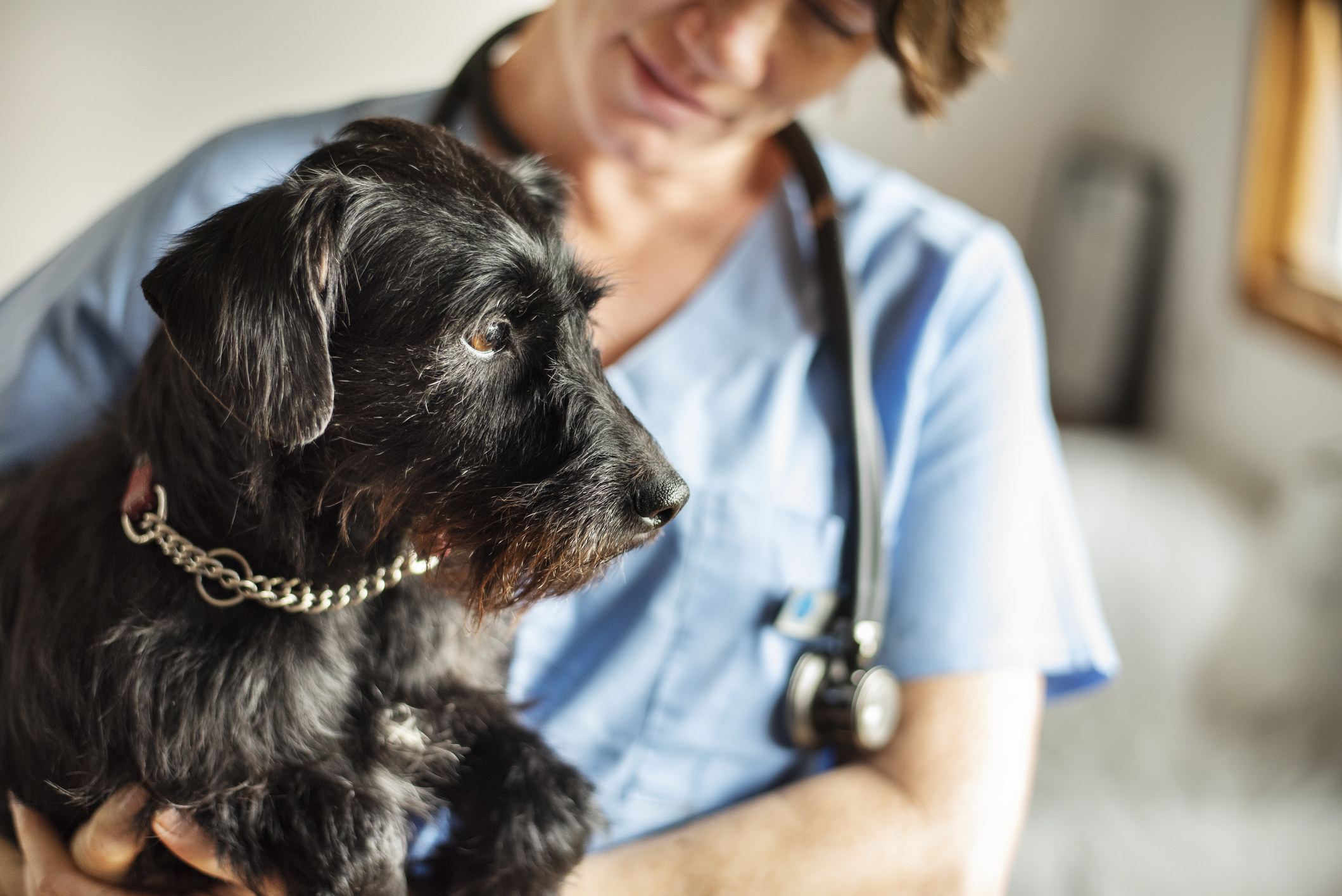 A veterinarian holding a dog