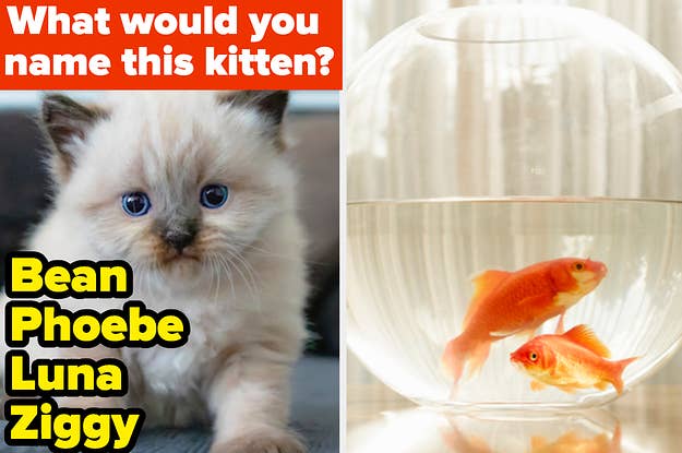 Let's Find Out Which Animal Actually Represents Your Personality Best