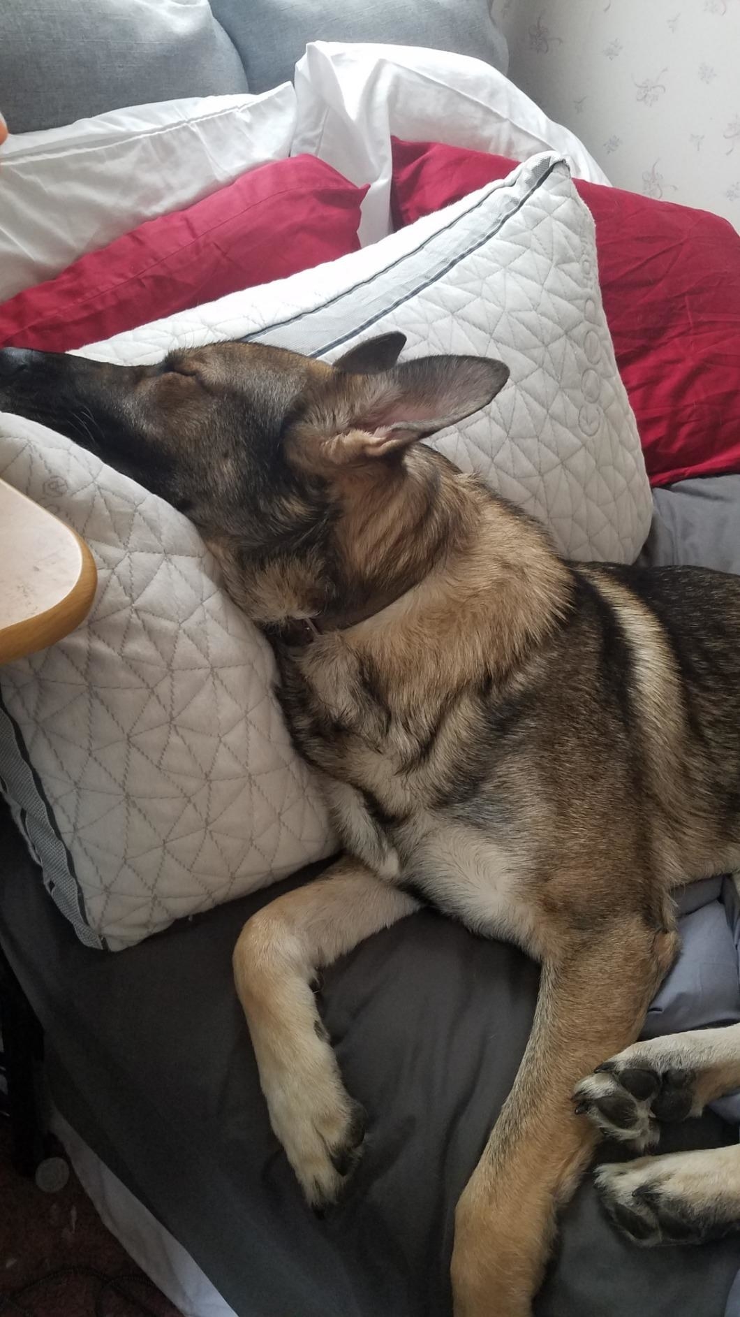 a reviewer photo of a dog sleeping on the pillow