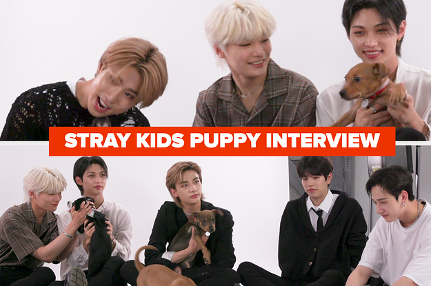 The Stray Kids Puppy Interview Is Finally Live, And Now My Life Is ...