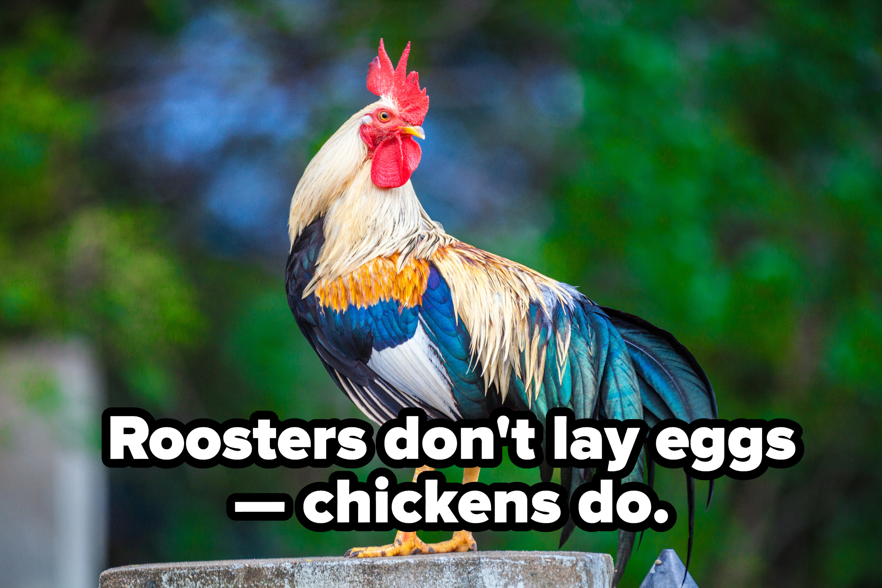 A rooster