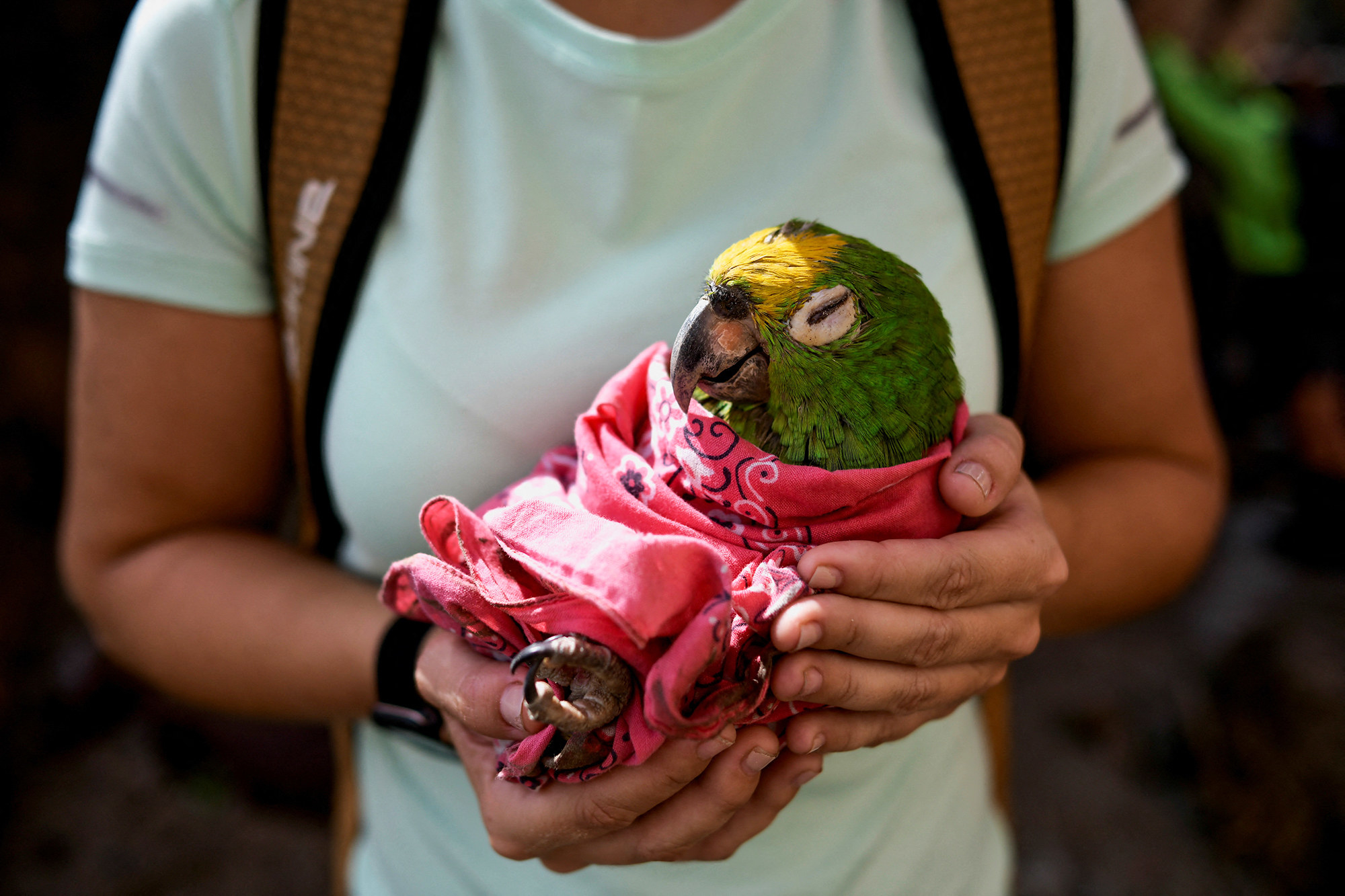 Someone holds a sleepy looking green macaw wrapped in a pink bandana
