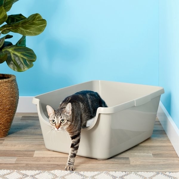 Tabby cat partially out of a tan colored litter box