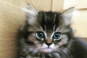一只蓝眼睛、虎斑色的拿破仑小猫，两个多月大