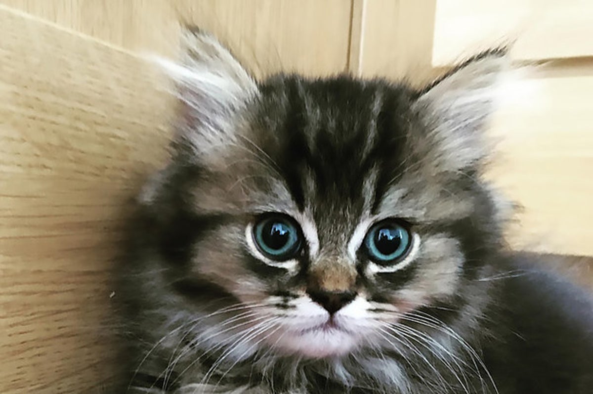 prettiest kitten in the world