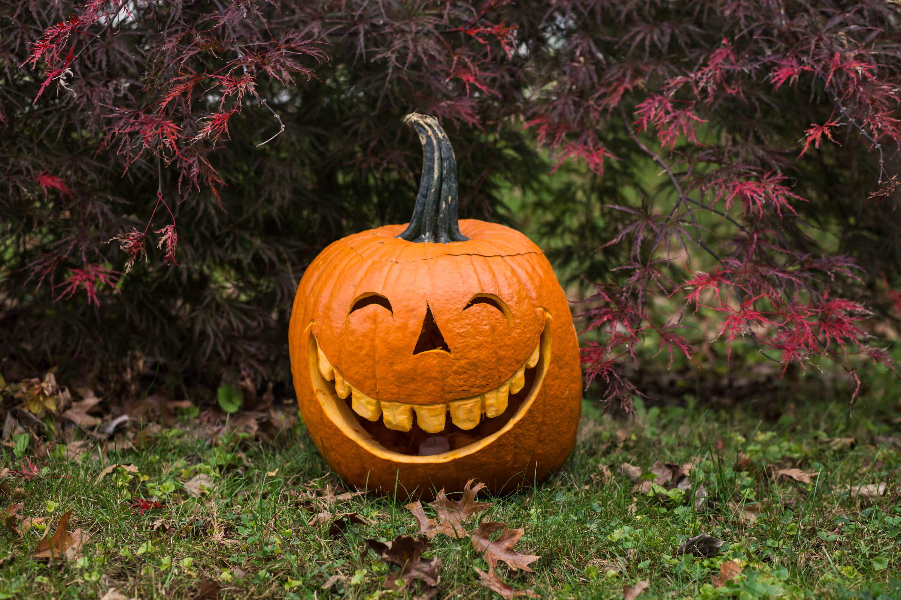 A jolly carved pumpkin for Halloween