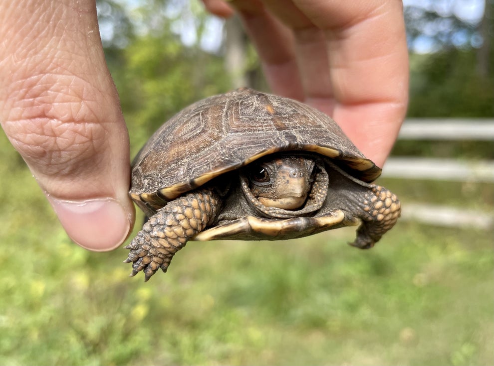 106 Cute Animal Pictures That'll Take Your Mind Off Things