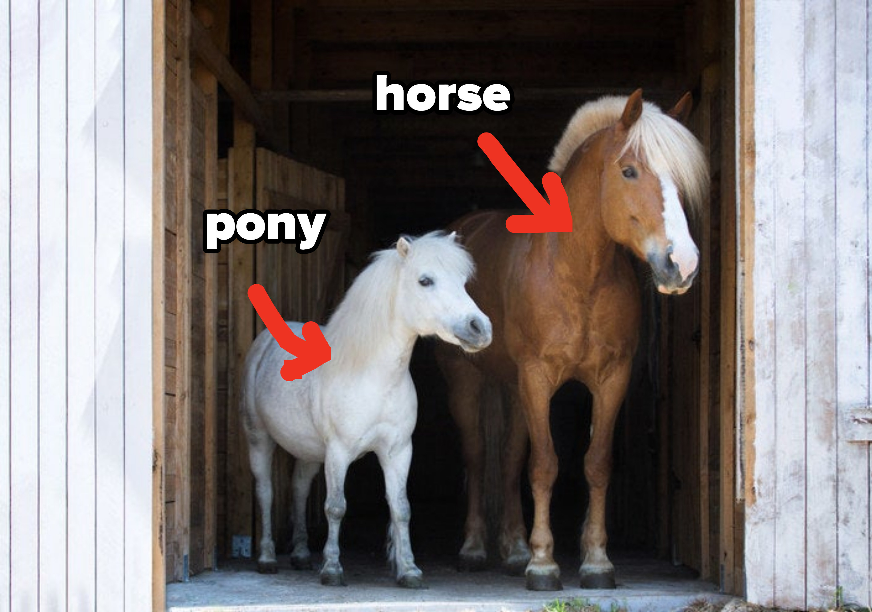 a pony and horse inside a barn