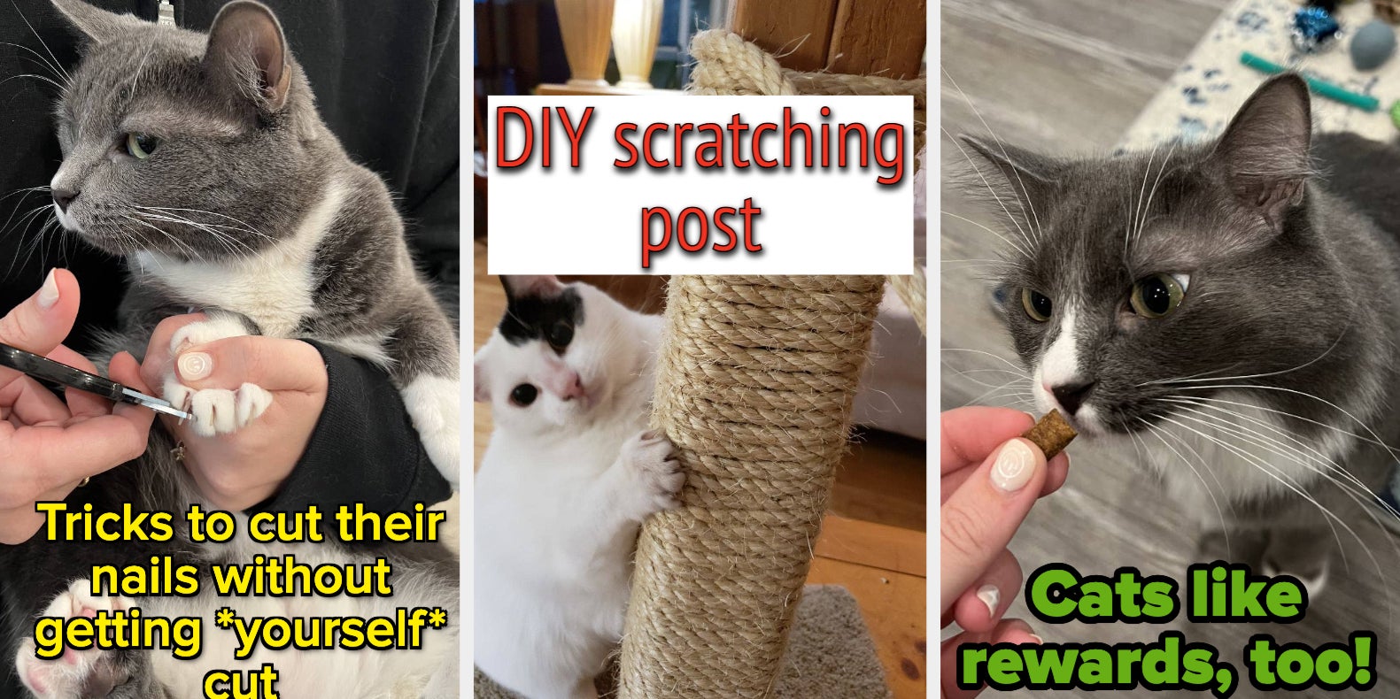 19 Tips Cat Owners Will Wish They'd Known About Sooner - Vimarsana News