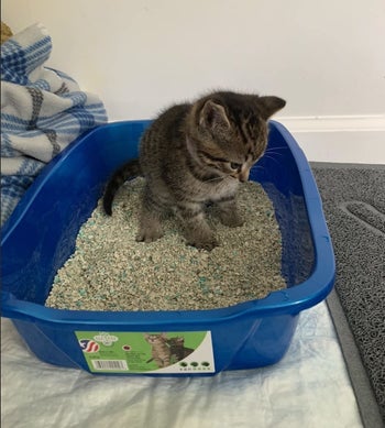 kitten sitting in a litter box