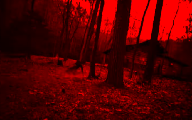 A forest is red