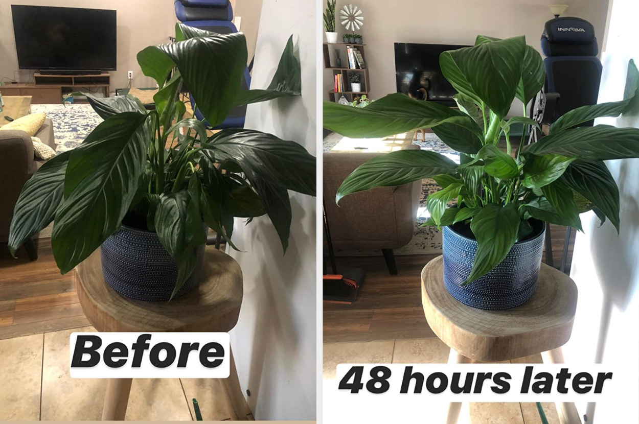 A reviewer&#x27;s peace lily, wilted with drooping leaves before use, and perky and thriving after use