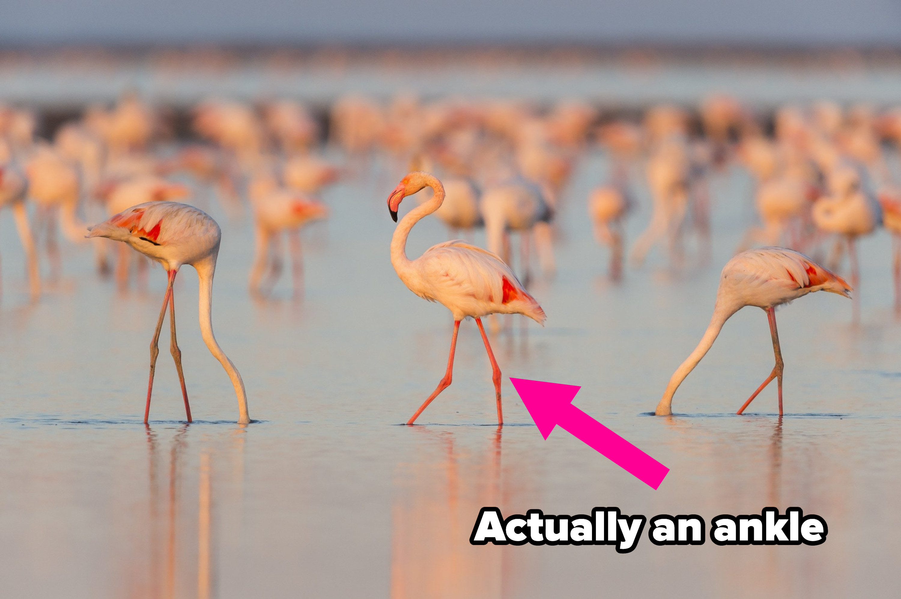 flamingos at the beach and an arrow pointing to one flamingo&#x27;s ankle