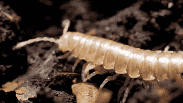 a centipeded walking across dirt