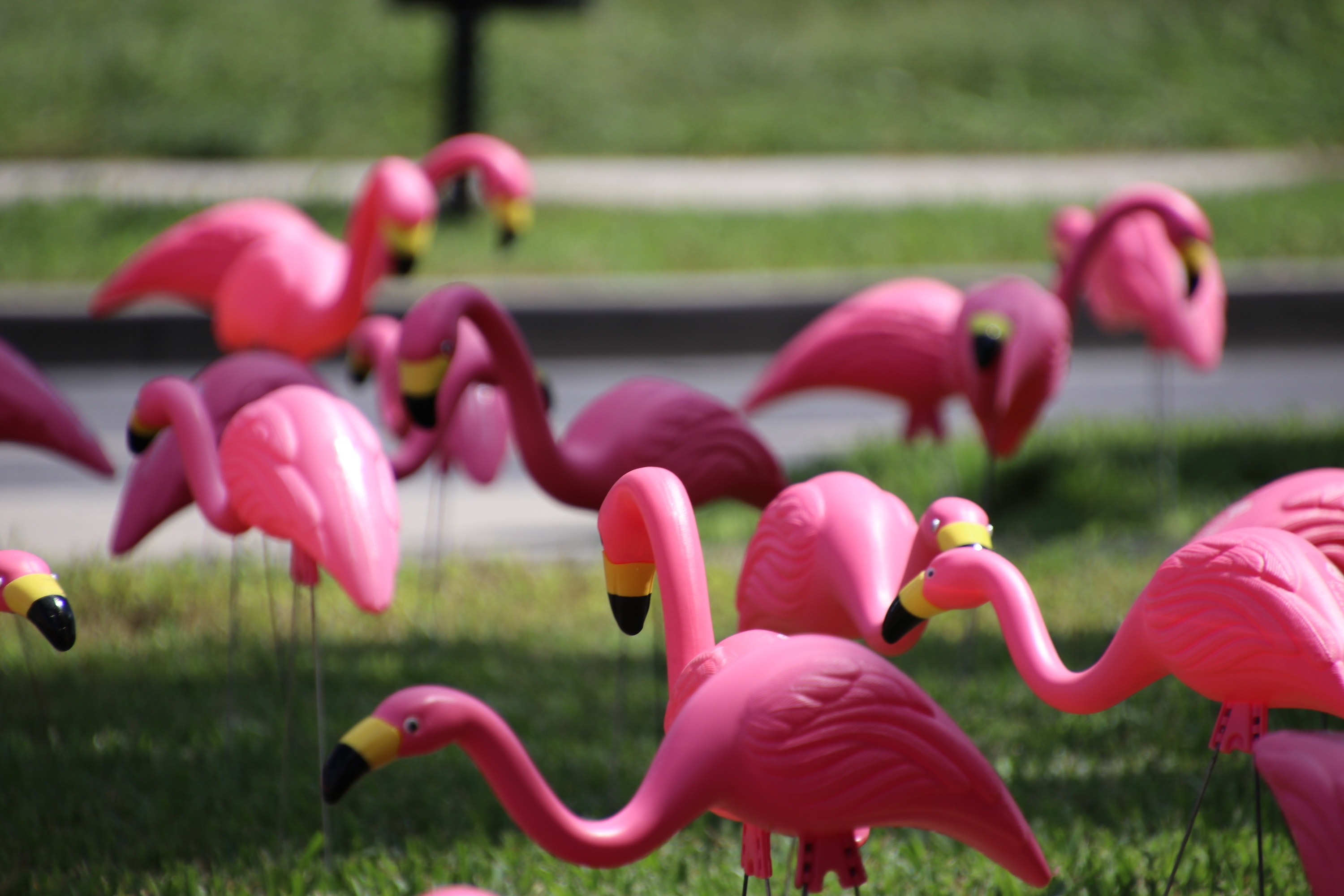 a whole bunch of pink flamingos on a lawn