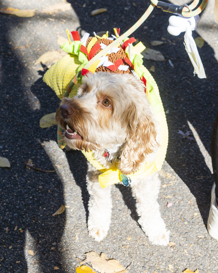 a dog dressed as a taco