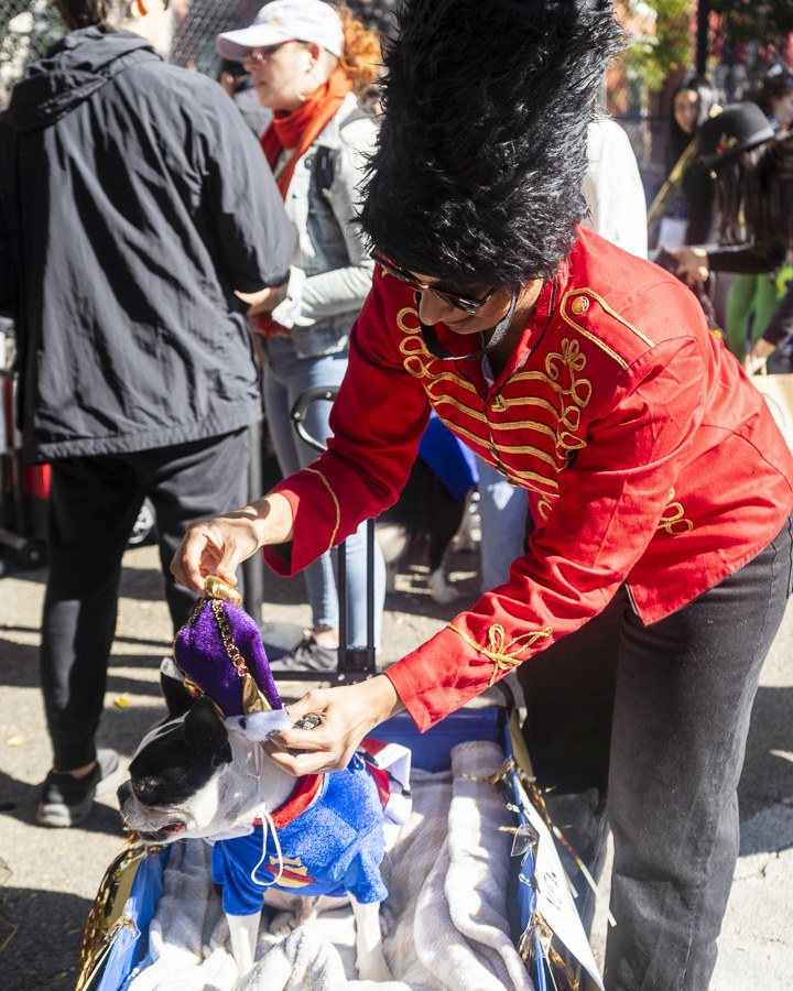 Dogs During Halloween Parade In New York City - 74